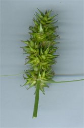 carex-spicata