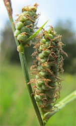 carex-tomentosa