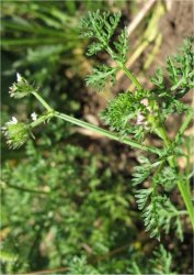 caucalis-platycarpos