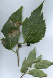 celtis-australis