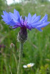 centaurea-cyanus