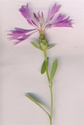 centaurea-diluta