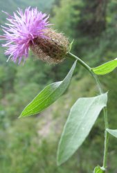 centaurea-pectinata