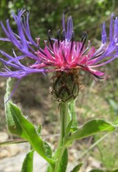 centaurea-triumfettii