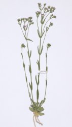 centaurium-erythraea-subsp-rumelicum