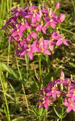 centaurium-erythraea-subsp-majus