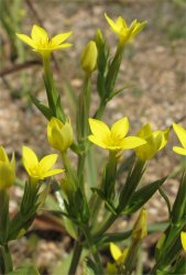 centaurium-martimum