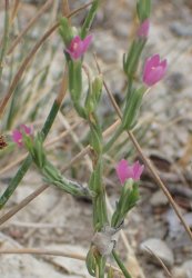 centaurium-spicatum
