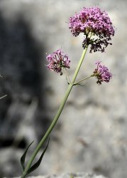 centranthus-lecoqii