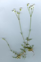 cerastium-arvens