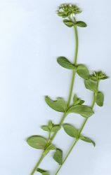 cerastium-glomeratum
