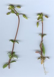 cerastium-glutinosum