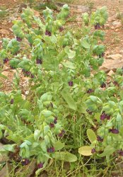 cerinthe-aspera
