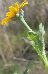 chrysanthemum-segetum