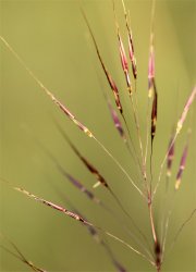 chrysopogon-gryllus
