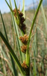 cladium-mariscus