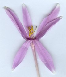 colchicum-neapolitanum
