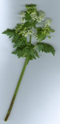 conium-maculatum