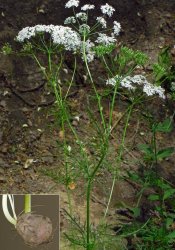 conopodium-majus