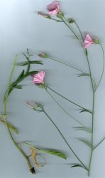 convolvulus-cantabrica-