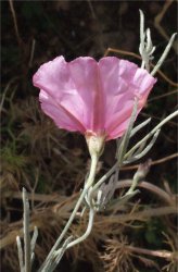 convolvulus-elegantissimus-tout.jpg