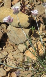 convolvulus-lanuginosus