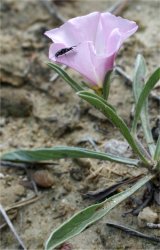 convolvulus-lineatus