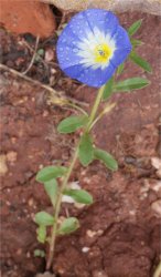 convolvulus-tricolor