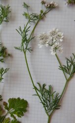 coriandrum-sativum