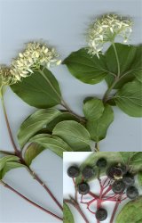 cornus-sanguinea