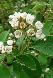 cotoneaster-delphinensis