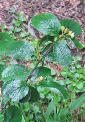 cotoneaster-integerrimus
