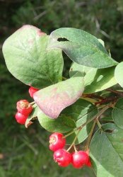 cotoneaster-intermedius