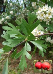 crataegus-azarolus