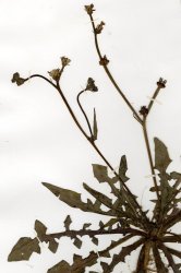 crepis-zacintha