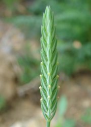 crucianella-angustifolia