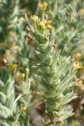 crucianella-maritima