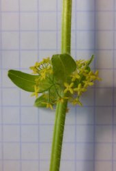 cruciata-laevipes