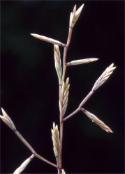 cutandia-maritima