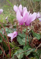 cyclamen-hederifolium
