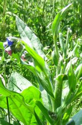 cynoglossum-dioscoridis