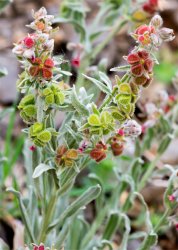 cynoglossum-officinalis