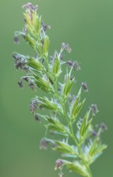 cynosurus-cristatus