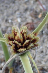 cyperus-capitatus