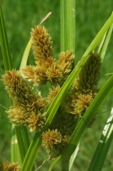 cyperus-glomeratus