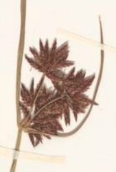 cyperus-longus-subsp-badius