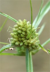 cyperus-michelianus