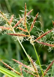cyperus-rotundus
