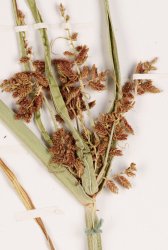 cyperus-serotinus