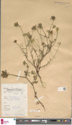 daucus-carota-subsp-drepanensis